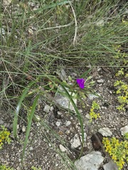 Tradescantia gigantea, photograph (c) Jo Roberts, some rights reserved (CC BY)