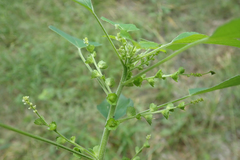 Acalypha indica