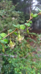 Ribes formosanum