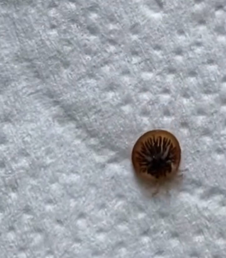 Carios vespertilionis Latreille, 1796