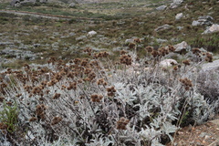 Berkheya francisci