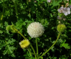 Chaenactis artemisiifolia