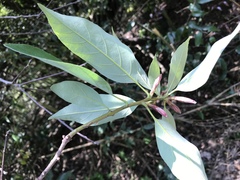 Quercus glauca