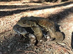 Bufo formosus