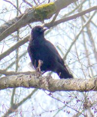 Corvus corone corone