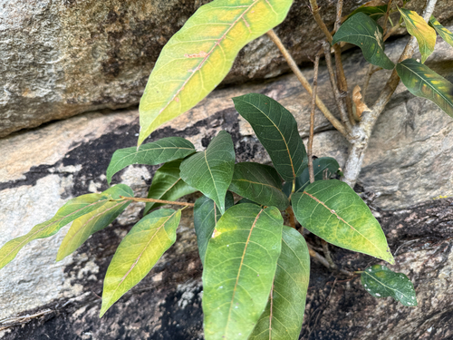 red-leaved fig