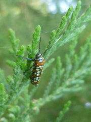 Atteva pustulella