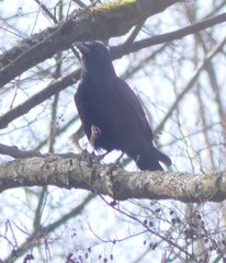 Corvus corone corone