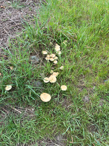 iNaturalist observation photo of Agaricineae
