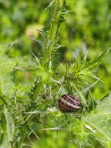 Cornu aspersum