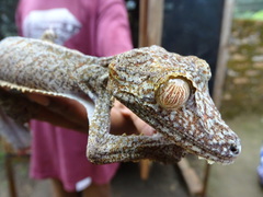 Uroplatus