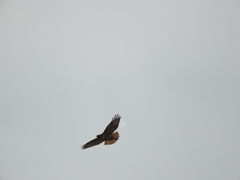 Buteo jamaicensis