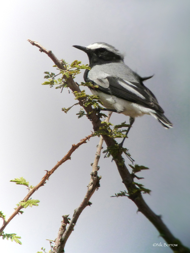 Somali Wheatear