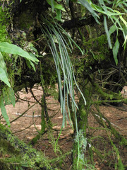 Lepisorus miyoshianus
