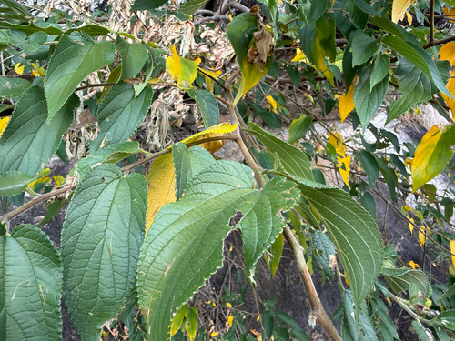 Oriental trema