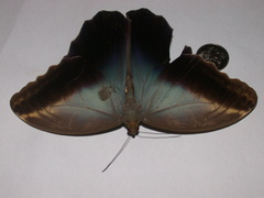 Caligo teucer insulanus