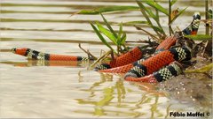 Southern Coral Snake photo 2
