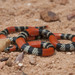 Southern Coralsnake - Photo (c) William Quatman, some rights reserved (CC BY-SA)