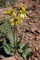 Ligularia narynensis