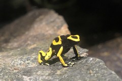 Dendrobates leucomelas