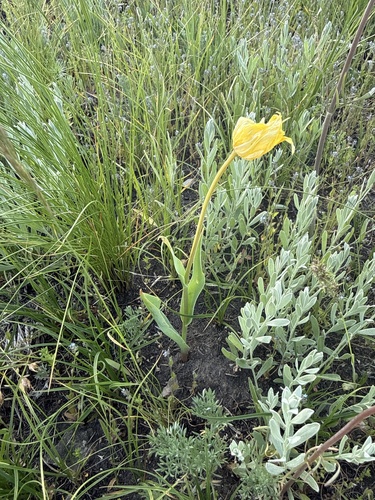 Tulipa suaveolens, photograph 6