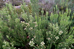 Phylica wittebergensis