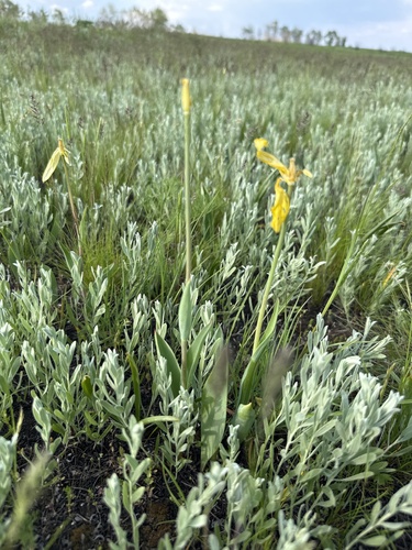 Tulipa suaveolens, photograph 5