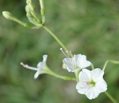 Commicarpus plumbagineus