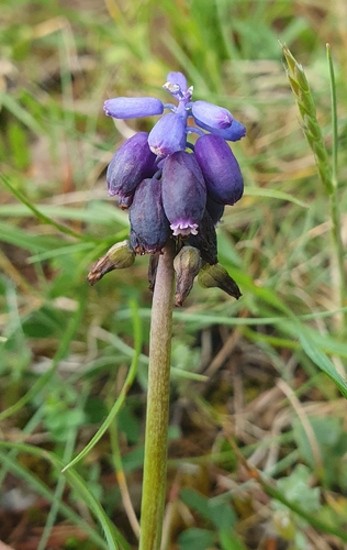 Muscari baeticum, photograph 4