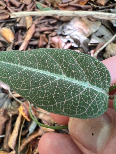 Stigmaphyllon emarginatum, photograph 6
