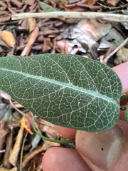 Stigmaphyllon emarginatum, photograph (c) Cy Stavros, some rights reserved (CC BY)