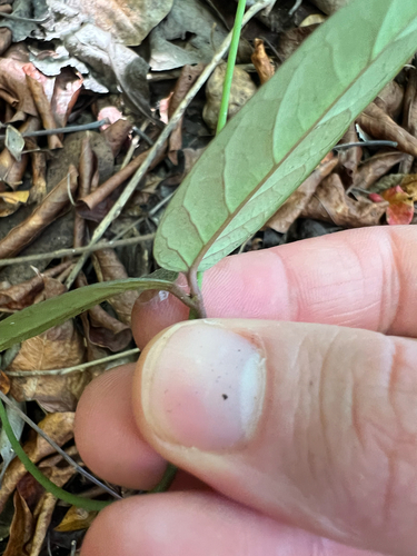 Stigmaphyllon emarginatum, photograph 5