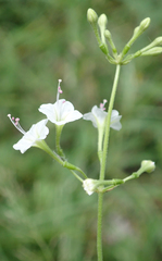 Commicarpus plumbagineus