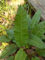 Rumex altissimus
