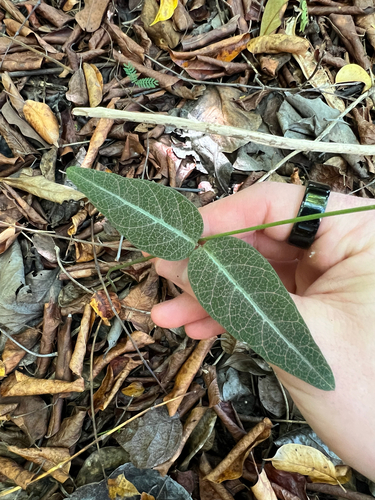 Stigmaphyllon emarginatum, photograph 4