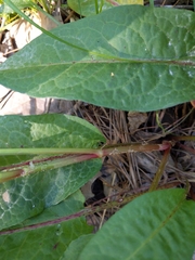 Rumex altissimus