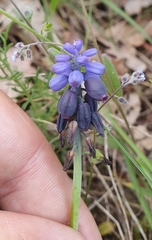 Muscari baeticum, photograph (c) Antoine Thivolle, some rights reserved (CC BY)