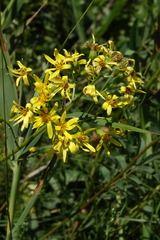Ligularia thyrsoidea