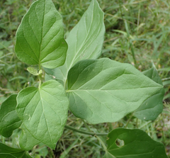 Commicarpus plumbagineus