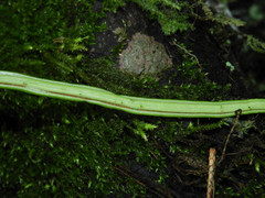 Lepisorus miyoshianus