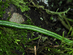 Lepisorus miyoshianus