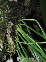 Lepisorus miyoshianus