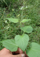 Commicarpus plumbagineus