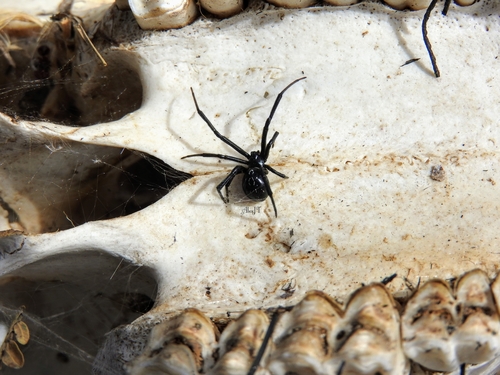 Western black widow