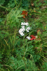 Achillea ptarmica macrocephala
