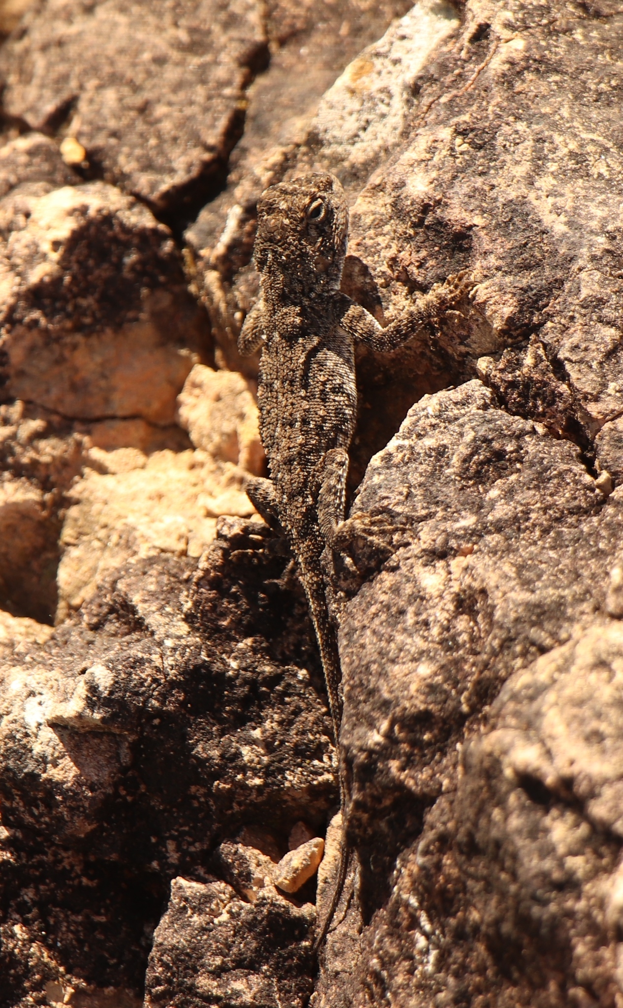 Agama aculeata Merrem, 1820