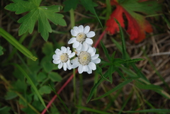 Achillea ptarmica macrocephala