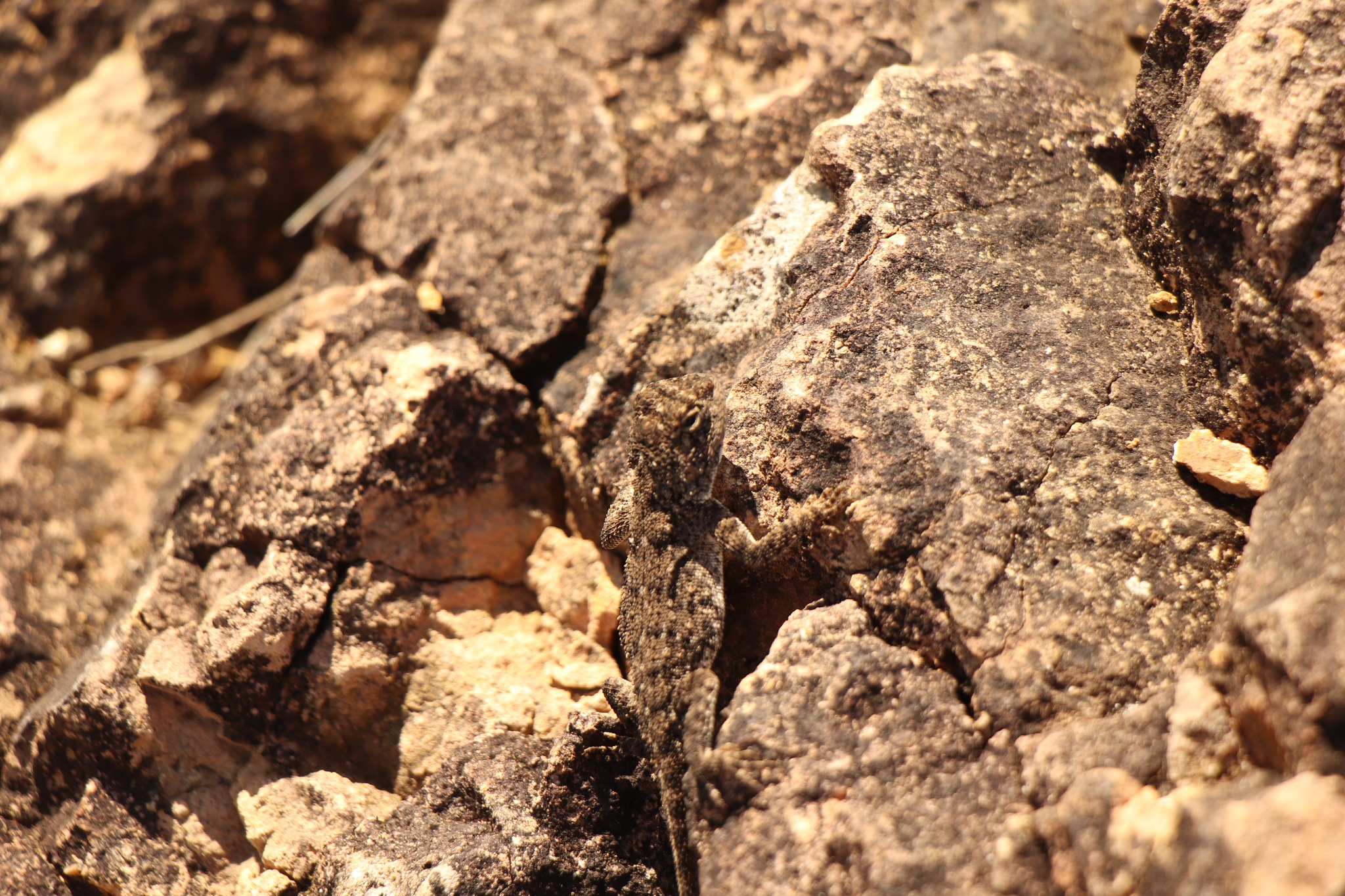 Agama aculeata Merrem, 1820