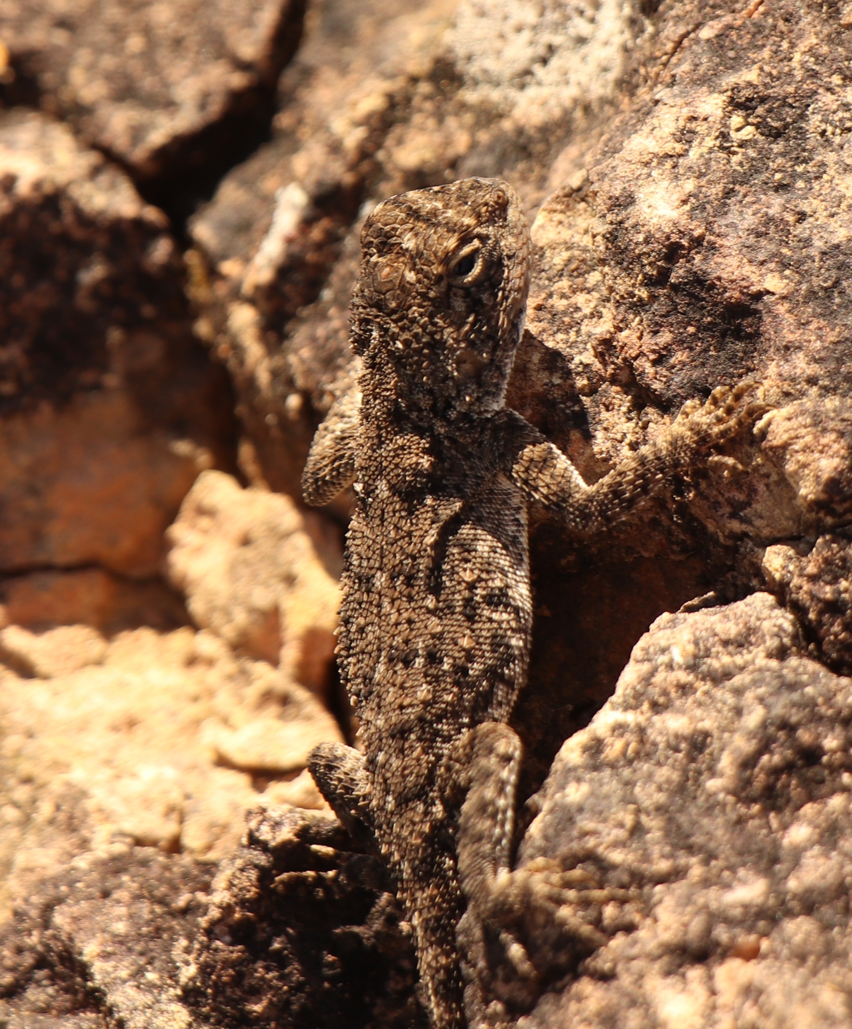 Agama aculeata Merrem, 1820