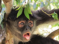 Ateles geoffroyi vellerosus